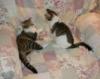 kittensfighting_2_05.jpg