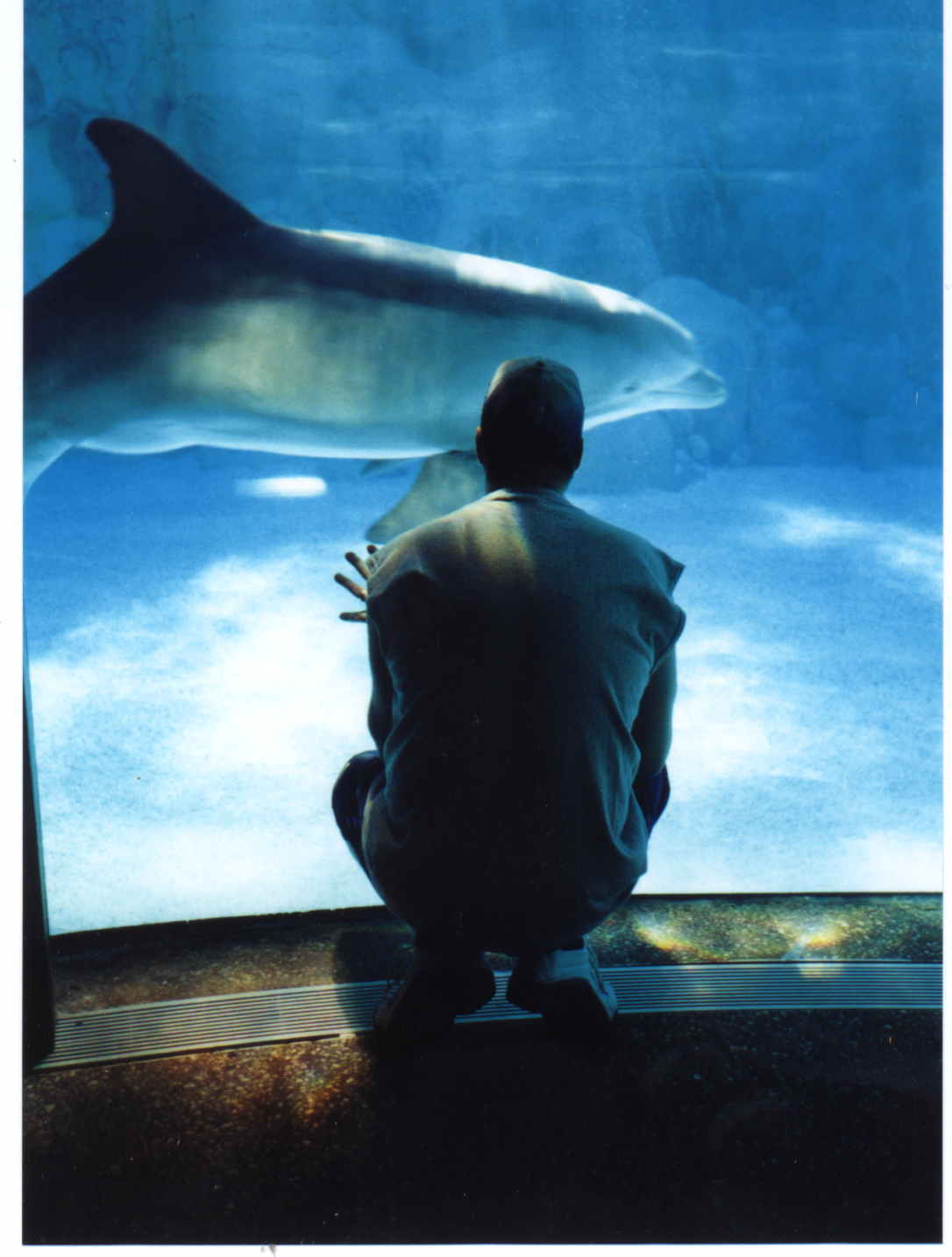 terry and dolphin